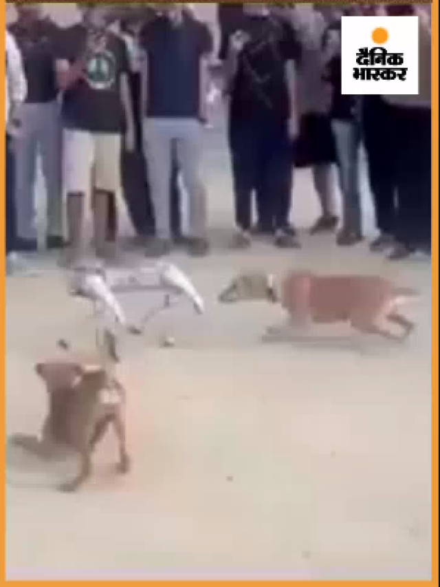Kanpur: IIT कानपुर में आवारा कुत्ते का हुआ रोबोट कुत्ते से सामना #IITKanpur #Kanpur #Viral #robotdog
