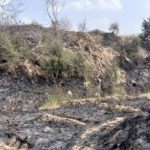 Jalaun: पंचनद के जंगल में लगी आग, धूं-धूं कर जले सैकड़ो हरे भरे वृक्ष