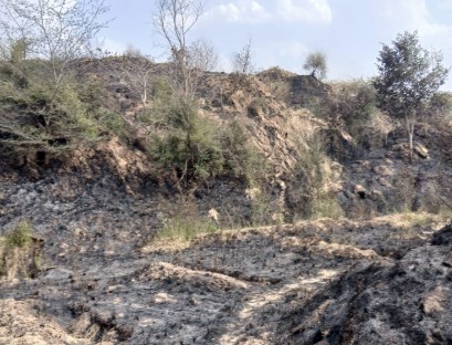 Jalaun: पंचनद के जंगल में लगी आग, धूं-धूं कर जले सैकड़ो हरे भरे वृक्ष