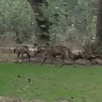 Bahraich: हेमारिया गांव में फिर दिखे दो भेंड़िये, ग्रामीणों में दहशत का माहौल