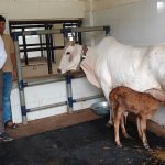 Mirzapur: भ्रूण प्रत्यारोपण तकनीक और वर्गीकृत सीमन के उपयोग से गंगातीरी गाय ने दिया साहीवाल बछिया को जन्म