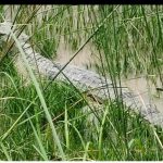 Maharajganj: परतावल के बड़ी नहर मे दिखे तीन-तीन घड़ियाल