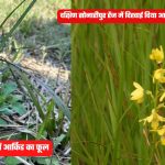 Lakhimpur: दुधवा में 115 साल बाद खिला आर्किड का दुर्लभ फूल
