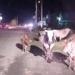 Prayagraj: दर दर भटक रहे गौवंश...गली, सड़क,कस्बा मुख्य मार्ग पर बेजुबानों की भरमार