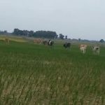 Maharajganj: जंगल से सटे गांवों में आवारा पशुओं का कहर, धान की फसल बर्बाद, किसान त्रस्त, प्रशासन बेखबर