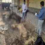 कासगंज: गल्ला मंडी की गोशाला में मरणासन्न अवस्था में मिले गोवंश