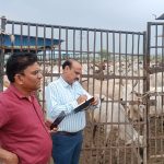 हमीरपुर: कागजों पर 384 गोवंश-निरीक्षण में मिले मात्र 140, भूसा घोटाला या की जा रही चोरी छिपे तस्करी