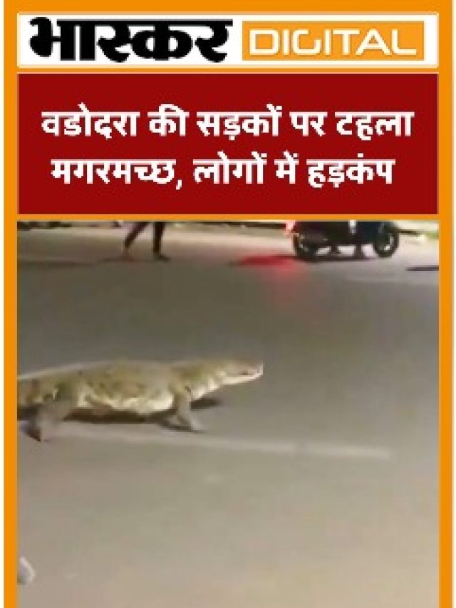 वडोदरा की सड़कों पर टहला मगरमच्छ, लोगों में हड़कंप