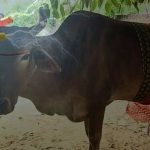 Prayagraj: नैनी में खंभे के पोल पर करंट उतरने से पालतू बेजुबान गाय की हुई मौत