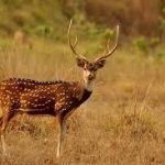 जालौन: सन्दिग्ध परिस्तिथियों में मिला चीतल हिरण का शव, जांच में जुटा वन विभाग