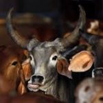 मेरठ: मुठभेड़ के बाद मुंडाली पुलिस ने गोतस्कर को किया गिरफ्तार