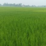 महराजगंज: भाद्रपद की बारिश ने धान की फसल को दी संजीवनी, किसानों के चेहरे खिले